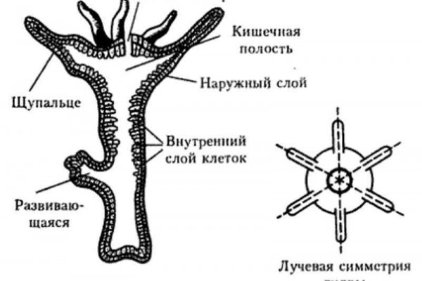 Зайти кракен через тор